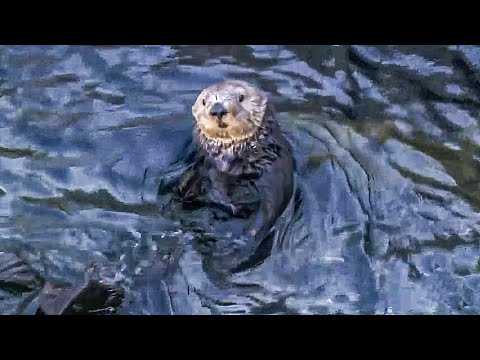 Fed Study Suggests Reintroducing Sea Otters To Northern California Coast