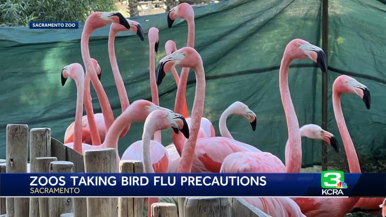 Flamingos In Lockdown At Sacramento Zoo, Fear Of Bird Flu With Three Confirmed Cases In Northern …