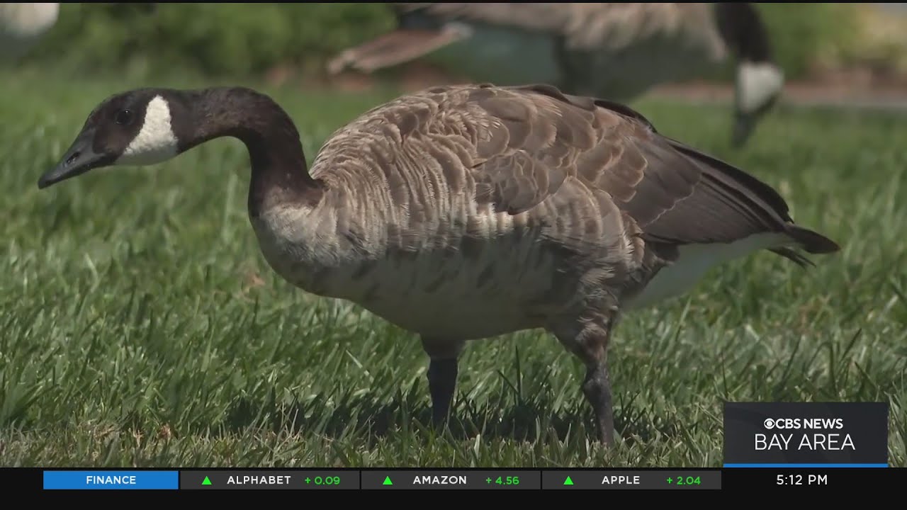 Foster City Moves Forward With Plan To Kill Some Of The Geese Fouling Lagoon Waters