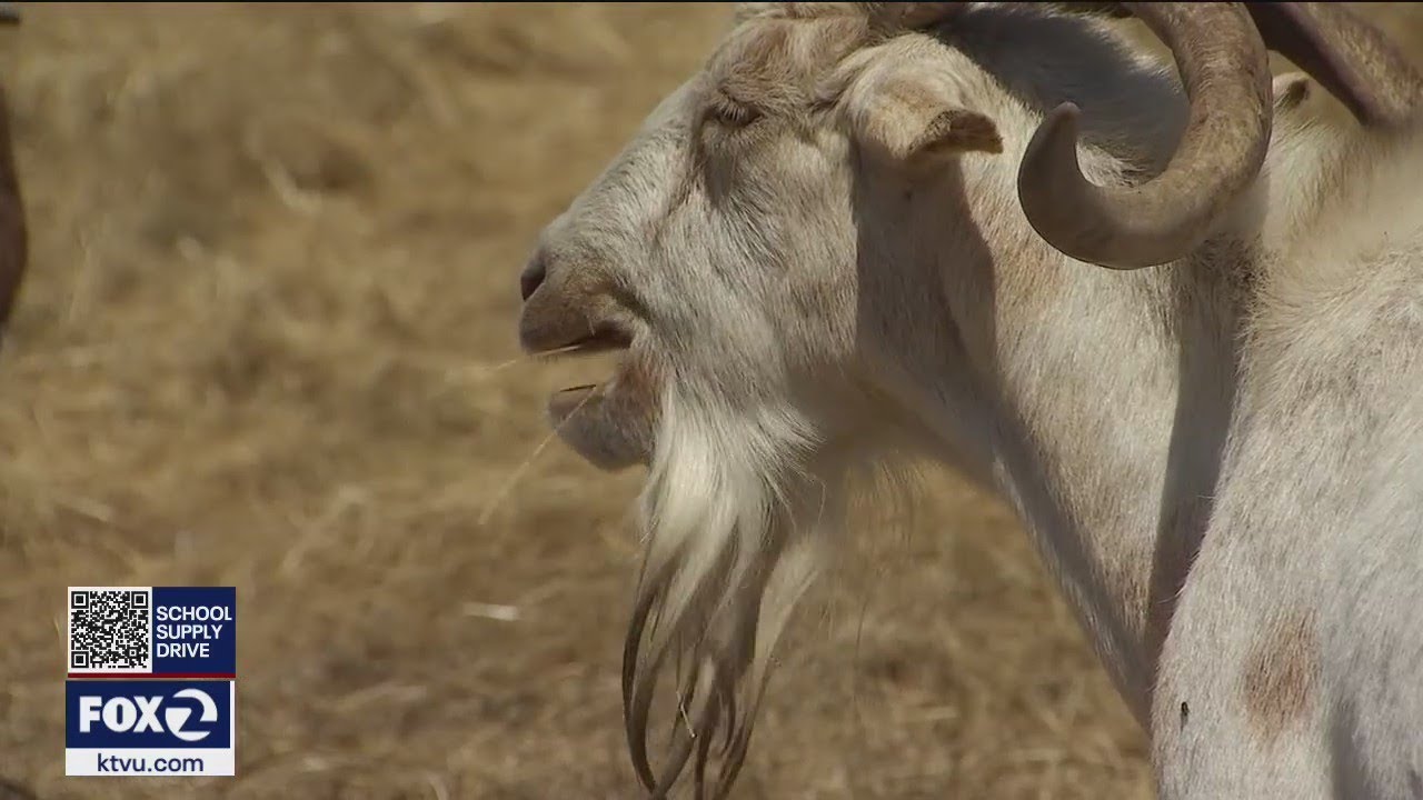 Herds Of Goats Helping Firefighters Prevent Wildfires In East Bay Hills