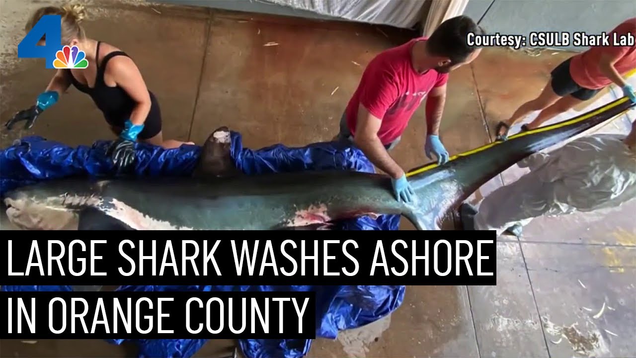 Large Shark Washes Ashore On Sunset Beach | Nbcla