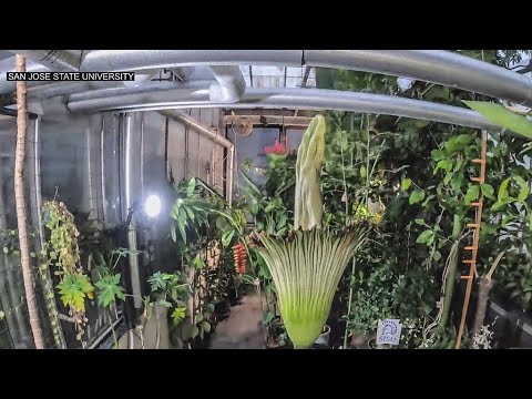 Malodorous ‘corpse Flower’ Blooms At San Jose State