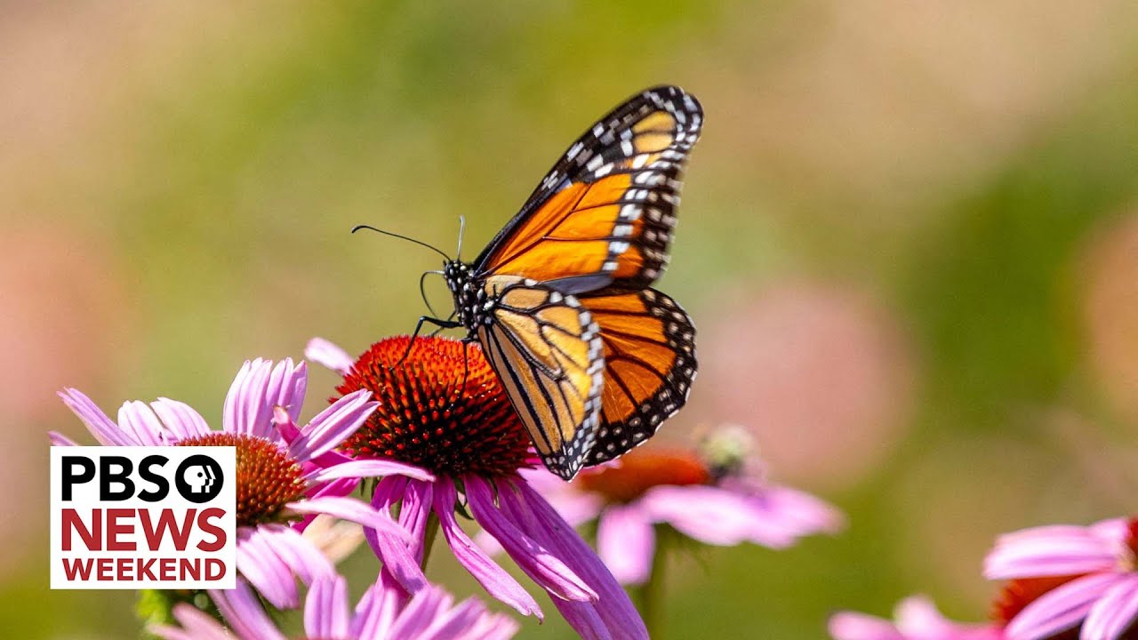 Monarch Butterfly Declared Endangered Amid Declining Numbers