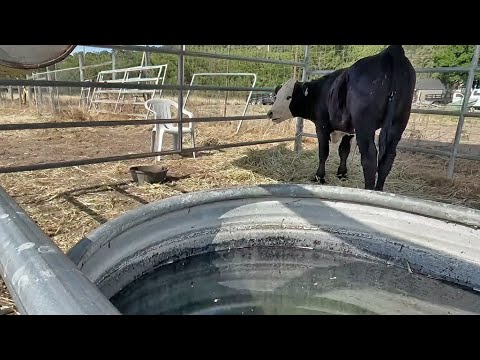 North Bay Family’s Pet Steer Rescued From Inadvertent Roundup