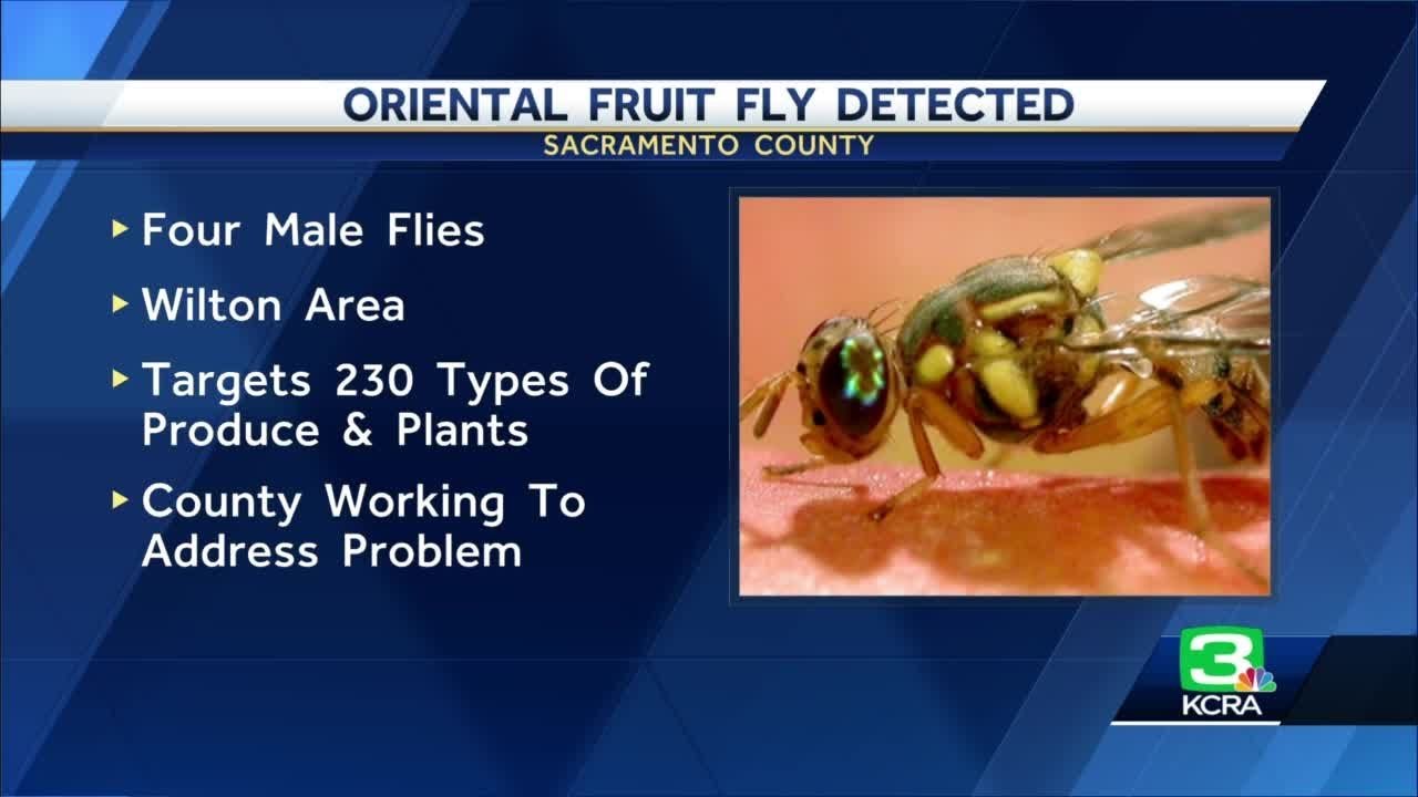 Oriental Fruit Flies Detected In Sacramento County Again, Worry Experts