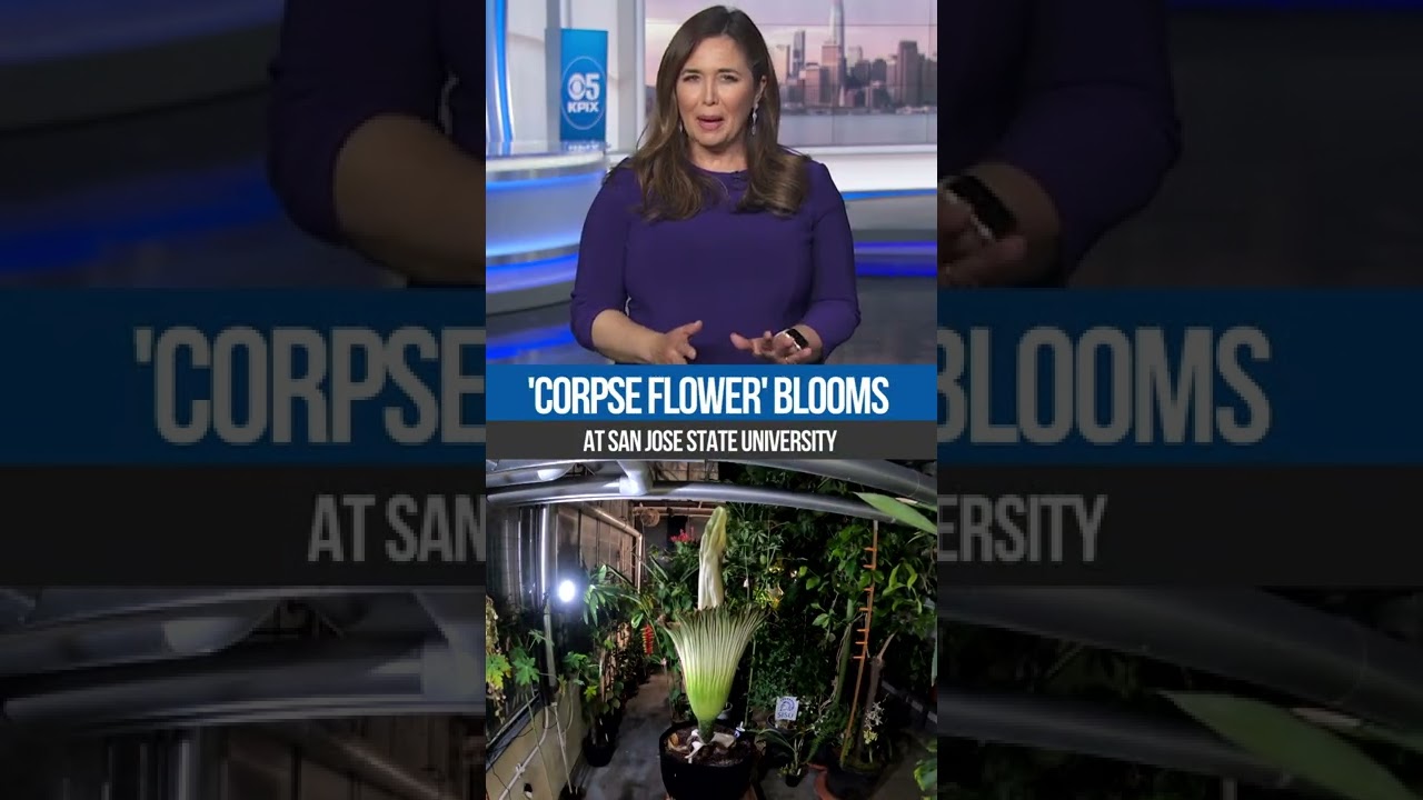 Pix Now: “corpse Flower” Blooms At San Jose State University