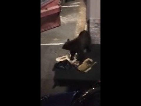 Raw: Video Shows South Lake Tahoe Police Shoot Bear With Pellet Gun