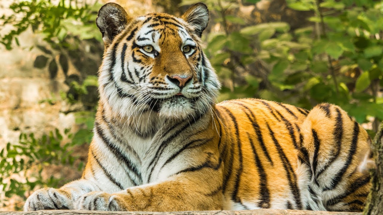 Rescued Tigers Get New Start At Oakland Zoo