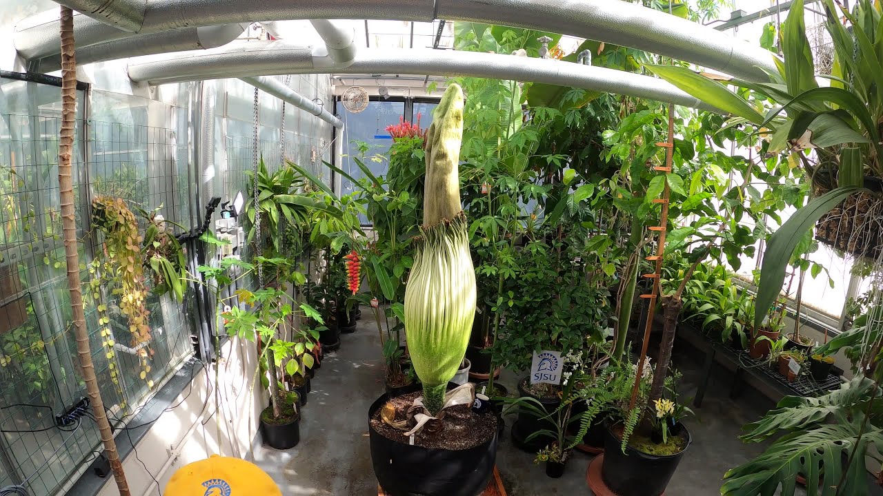 Timelapse: Corpse Flower Blossoms At San Jose State University