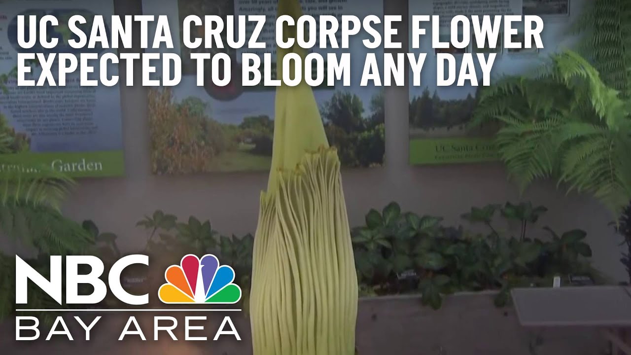 Uc Santa Cruz Corpse Flower Expected To Bloom Any Day