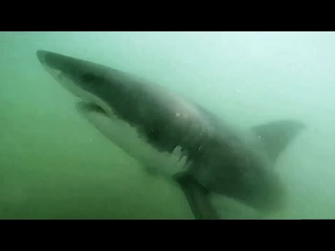 Unprecedented Number Of Young Great White Sharks Seen In Monterey Bay