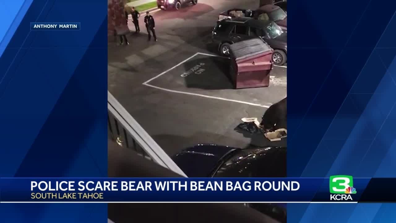 Video Shows South Lake Tahoe Police Shoot Bear With Pellet Gun