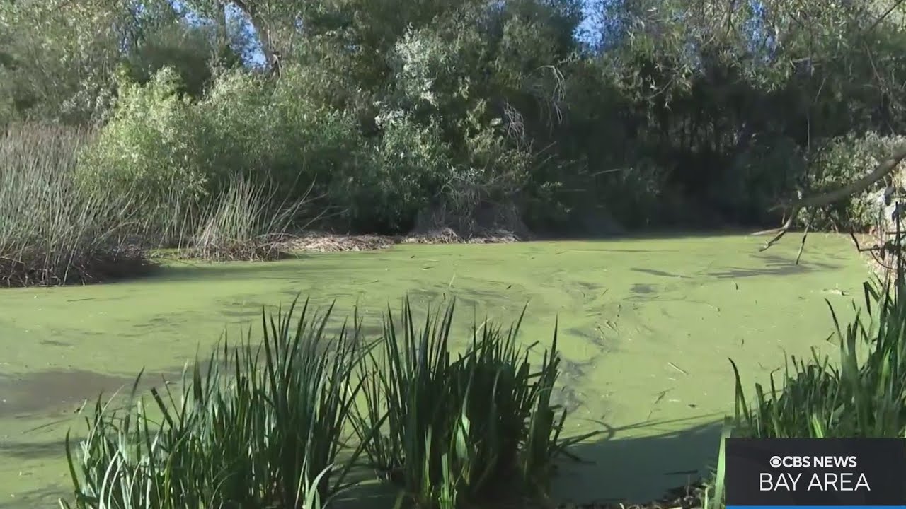 Visitors To Santa Rosa’s Spring Lake Concerned Over Possible Toxic Algae Blooms