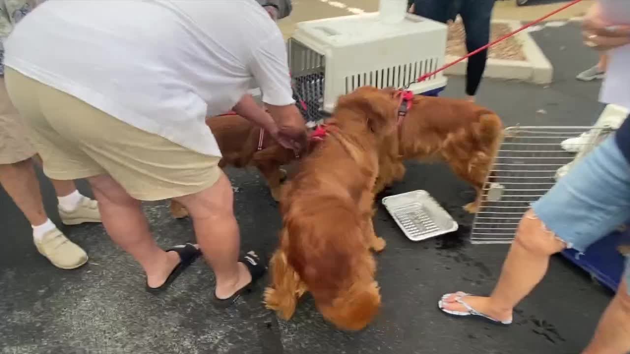 12 Golden Retrievers Rescued In Asia Arrive In Las Vegas For Adoption