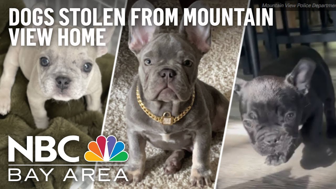 3 French Bulldog Puppies Stolen In Mountain View