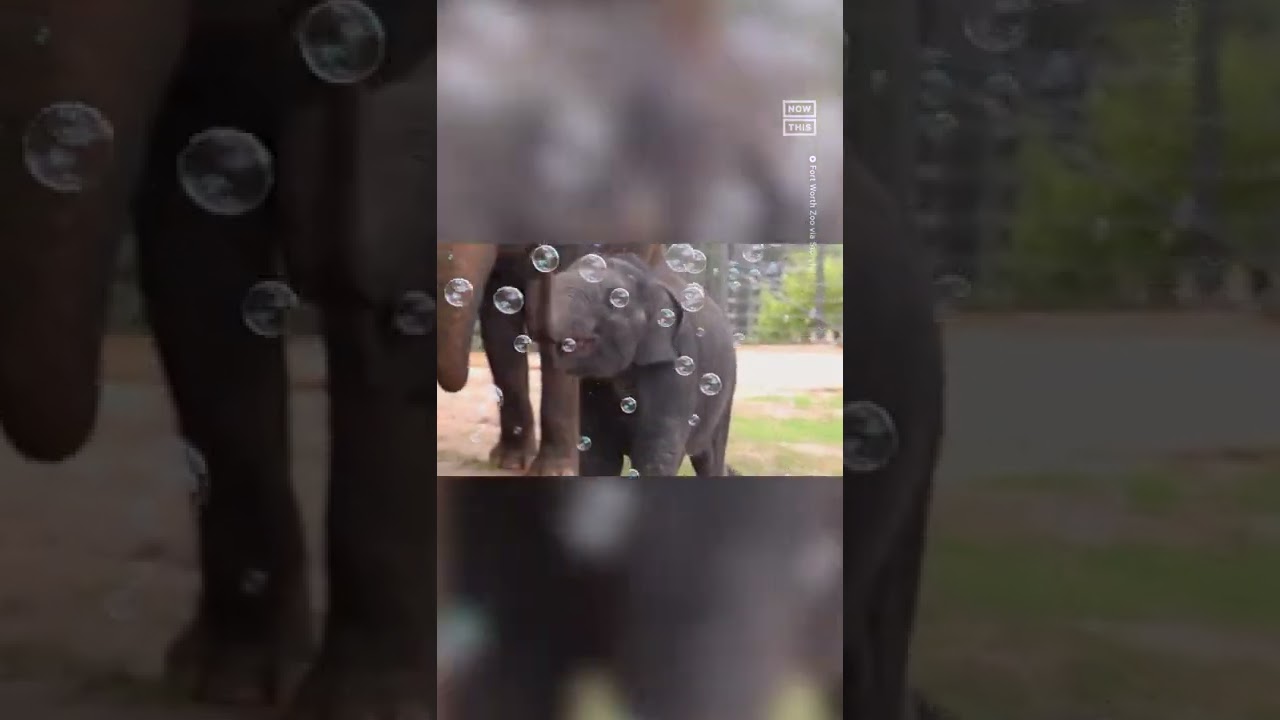 Adorable Baby Elephant Plays With Bubbles 🐘