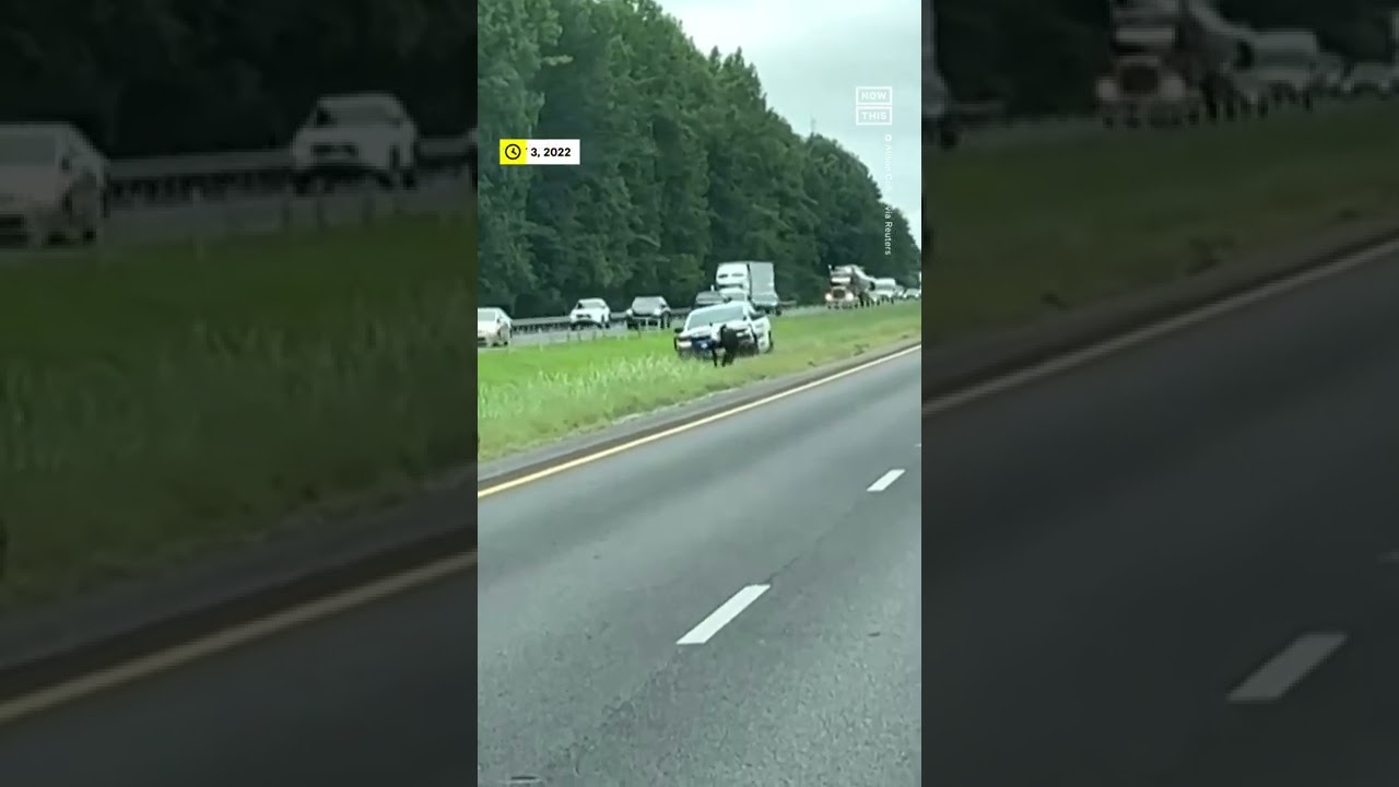 Alabama Police Chase Cow On Highway 🐄