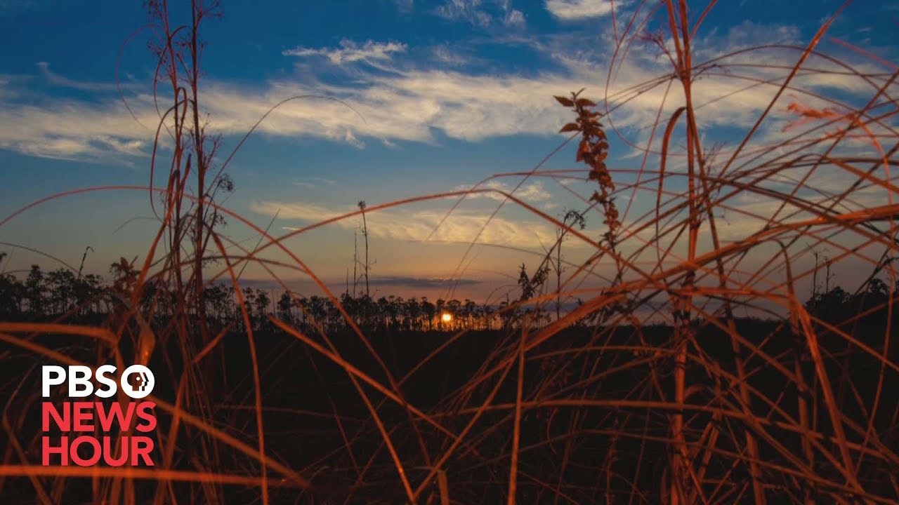 Artists Find Inspiration In Nature And History Of Everglades National Park