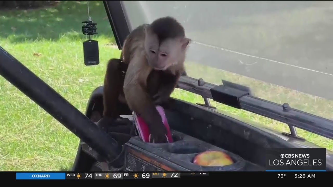 Authorities Left Speechless After Monkey Dials 911 In Paso Robles