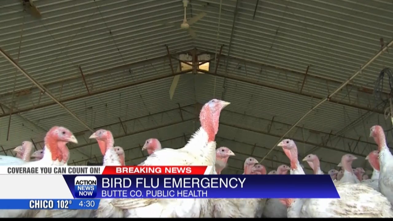 Avian Influenza Identified In 1,500 Birds In Butte County, Letter Says