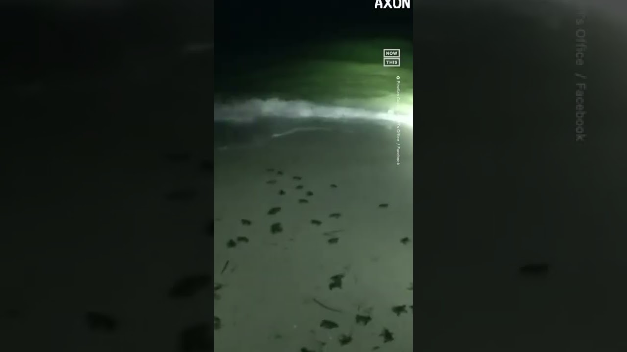 Baby Sea Turtles Returned To Ocean After Getting Lost In The Dark 🐢
