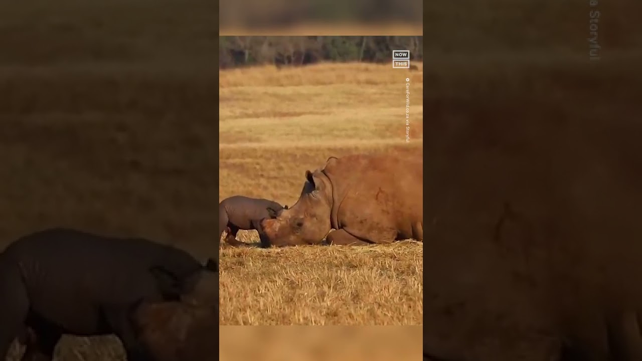 Baby White Rhino Born At South African Wildlife Sanctuary 🥺🦏