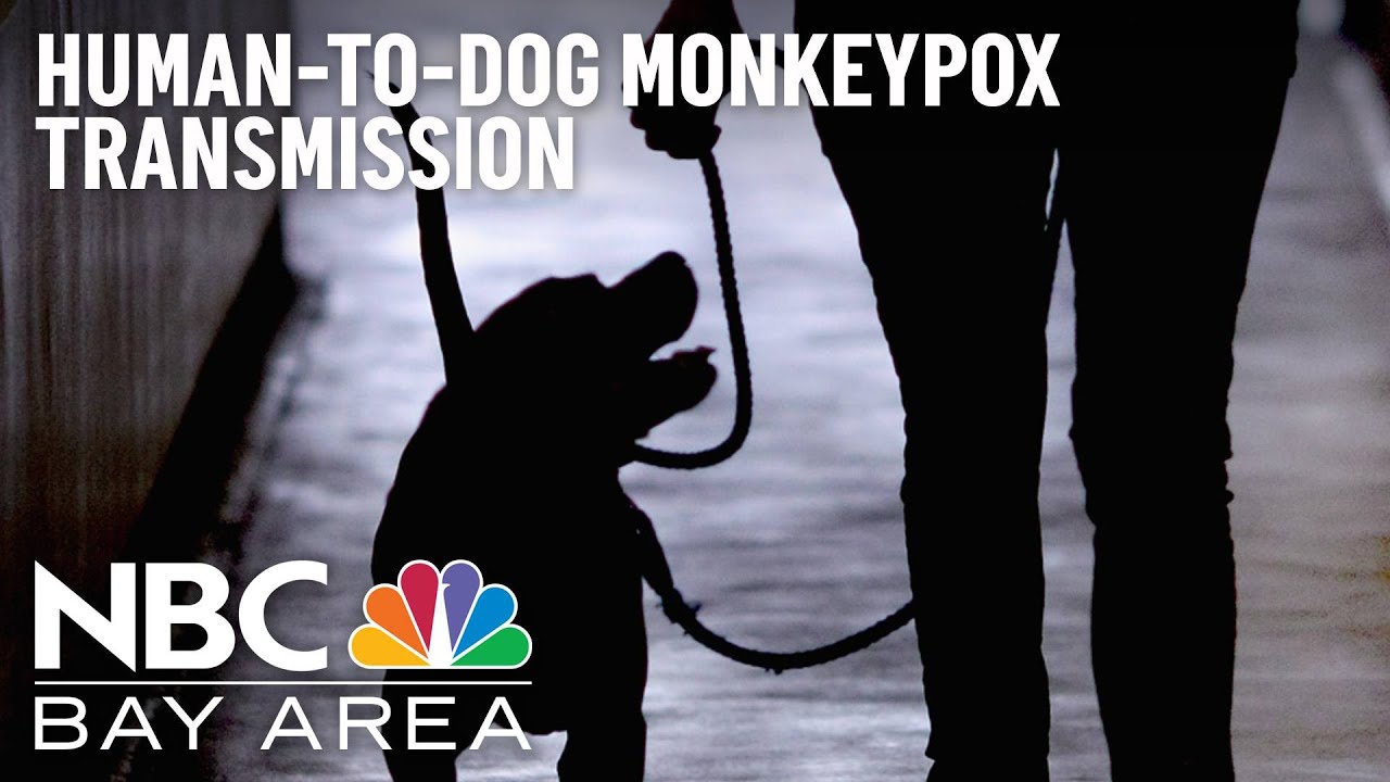 Bay Area Doctor Weighs In On First Human To Dog Monkeypox Transmission Confirmed In Paris