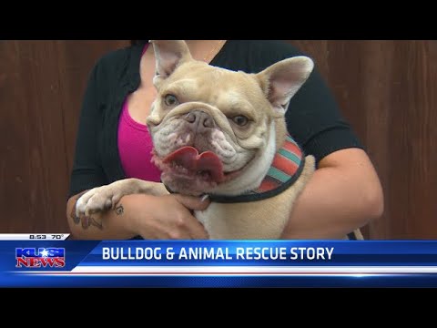 Bulldog Animal Rescue, “road Dogs” Brings Bullies To Good Morning San Diego To Share Their Story