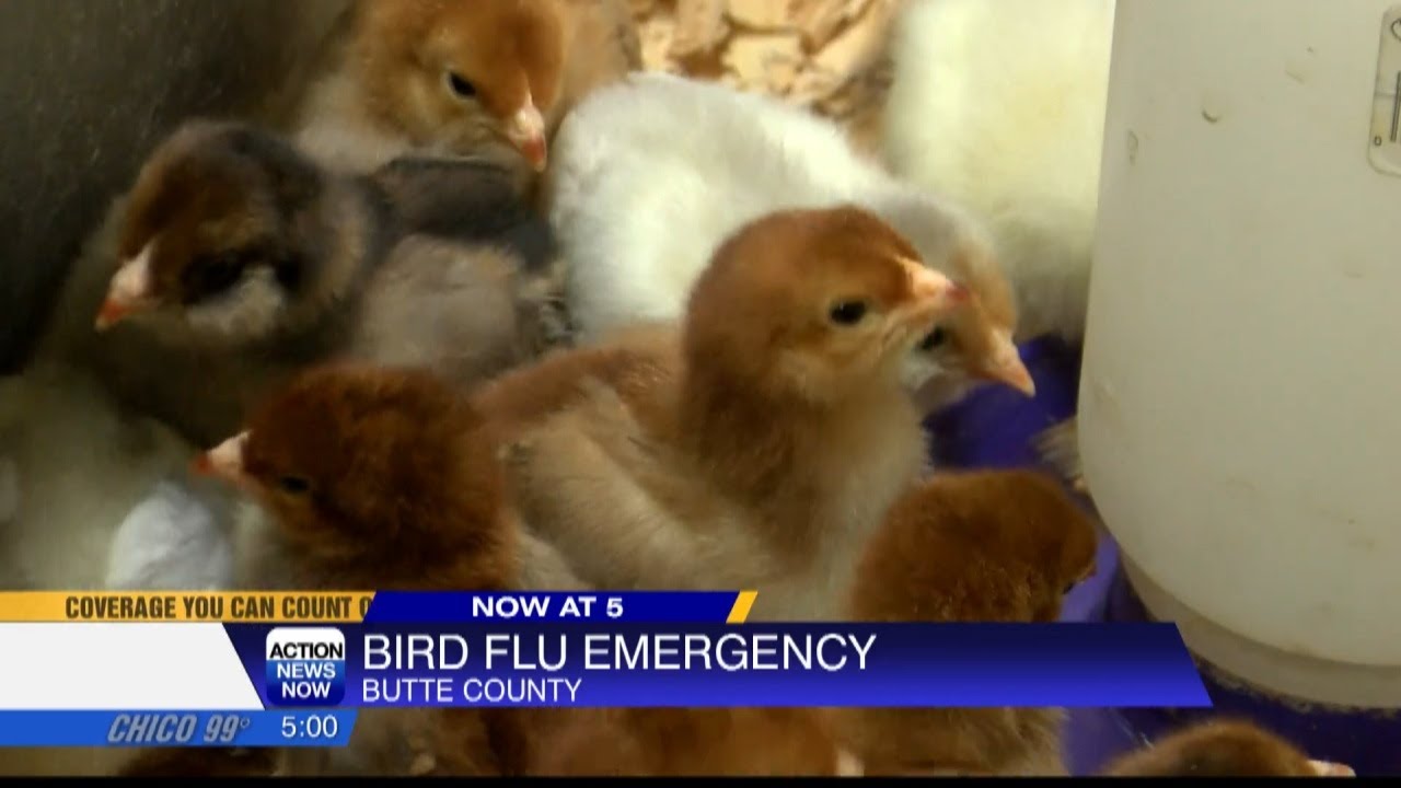 Butte County Board Of Supervisors Make Public Health’s Bird Flu Emergency Official