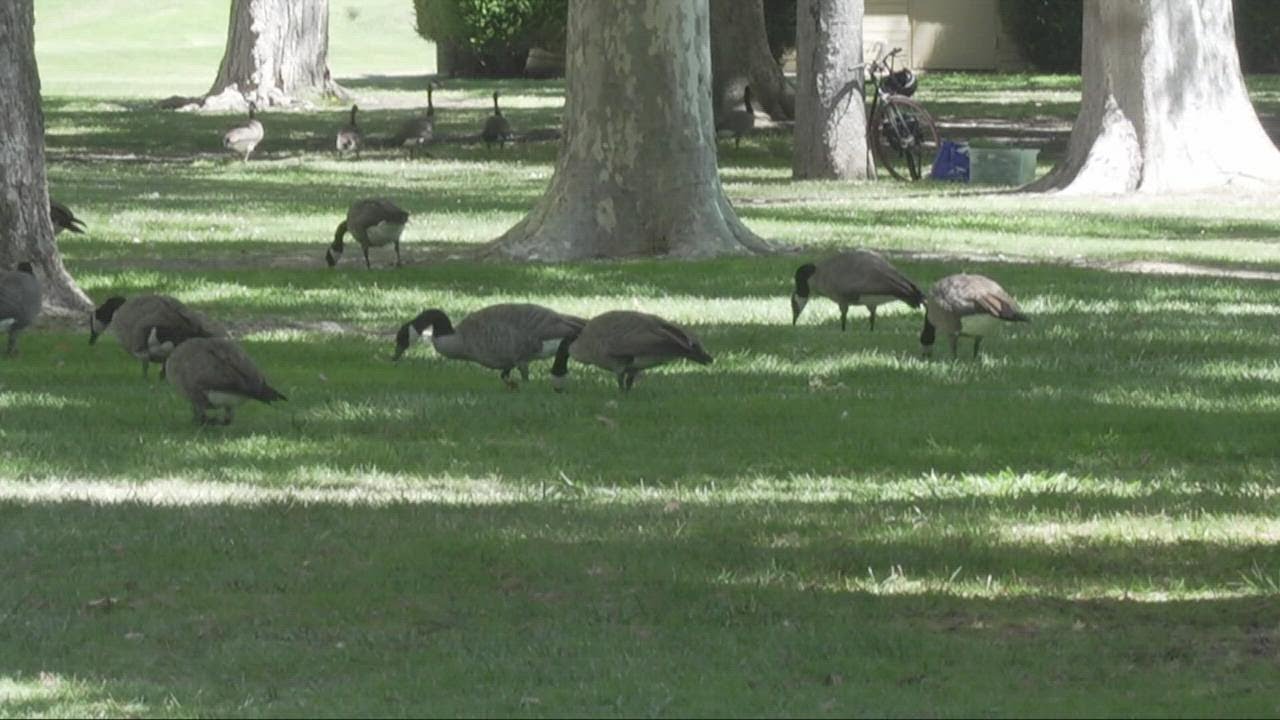 California Poultry Federation, Farmers Concerned About Bird Flu Outbreak In Sacramento County