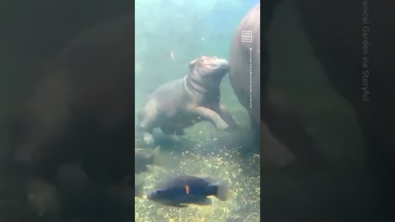 Cincinnati Zoo’s Baby Hippo Makes First Public Appearance 🥺