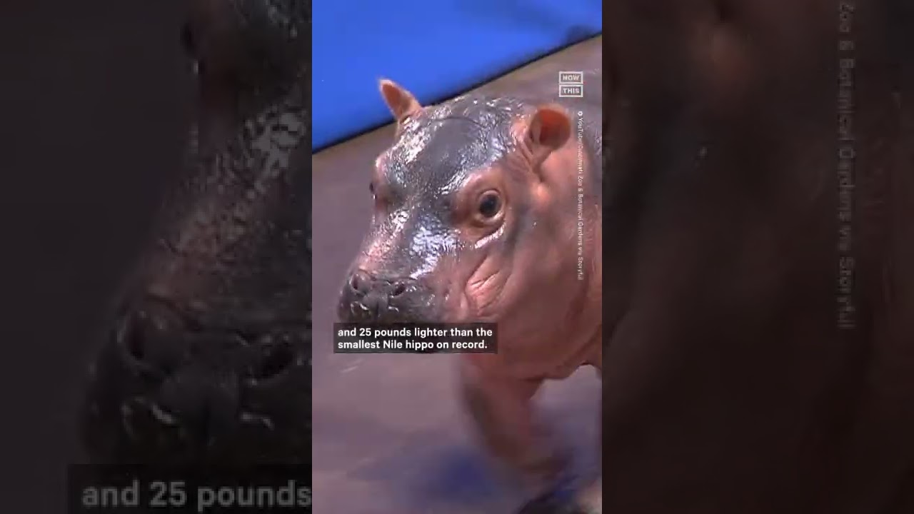 Cincinnati Zoo’s Famous Hippo Fiona Gets A New Sibling