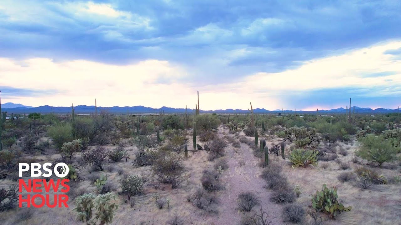 Climate Change Threatens The Survival Of Iconic Saguaro Cactus In The Southwest