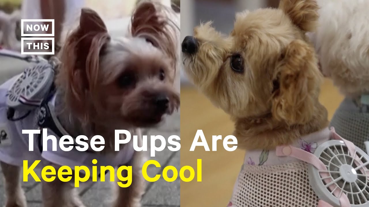 Cooling Outfits Keep Dogs Cool During Heat Waves