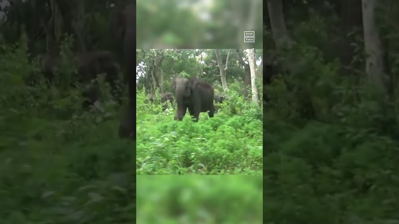 Elephant Charges At Safari Vehicle In South India