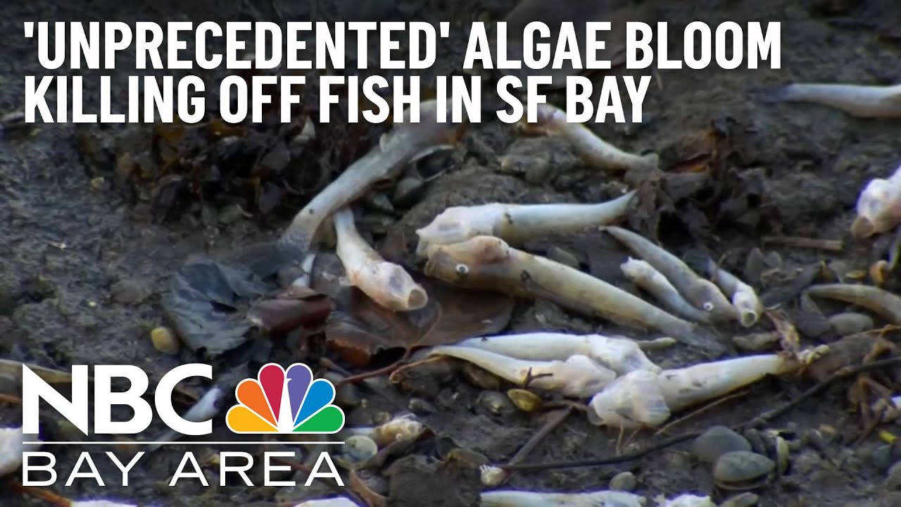 Environmental Group Reports ‘unprecedented’ Algae Bloom, Fish Dying Across Sf Bay