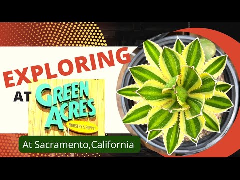 Exploring At Green Acres Nursery Garden | Sacramento, California | Zenith Bee