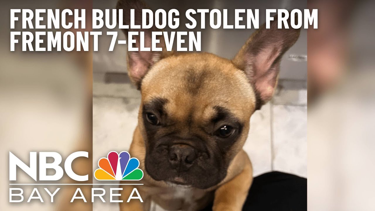 Family Offers $700 Reward For Return Of Stolen Frenchie