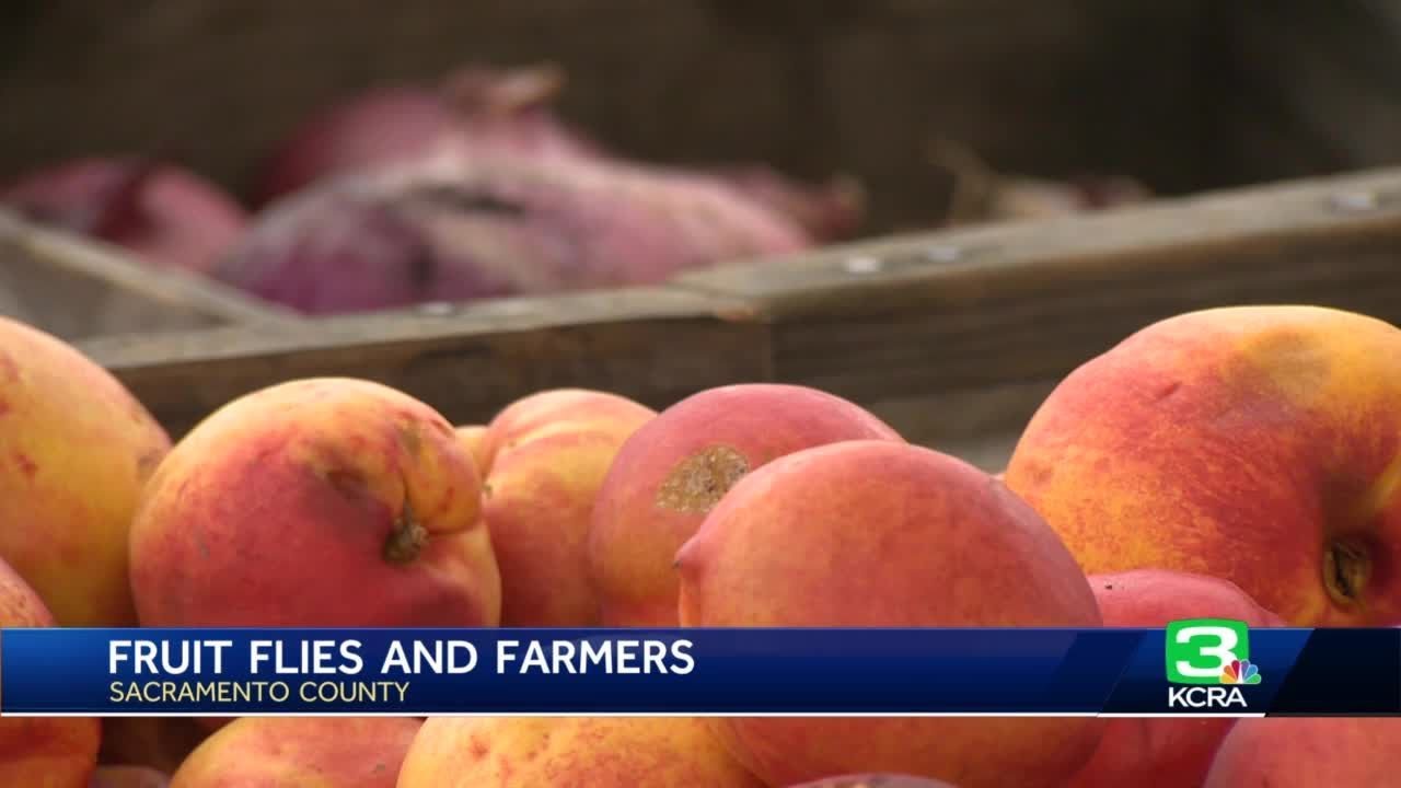 Farmers React After Sacramento County Detects Oriental Fruit Flies