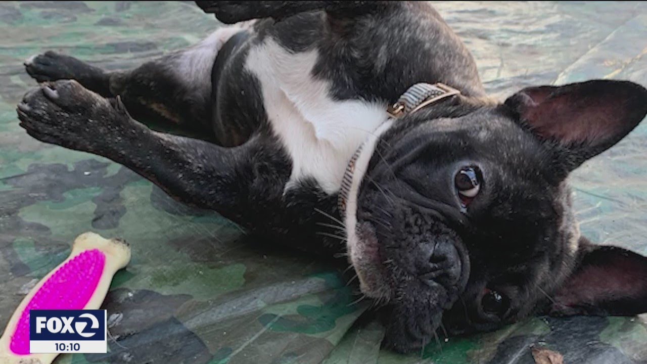 French Bulldog Stolen At Gunpoint From 14 Year Old In Oakland