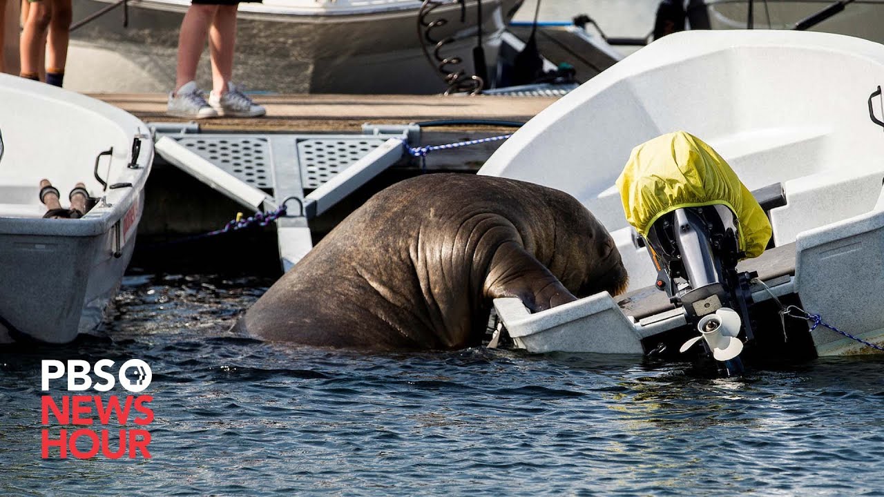 Freya The Walrus Gains Fans While Crushing One Seafaring Vessels At A Time