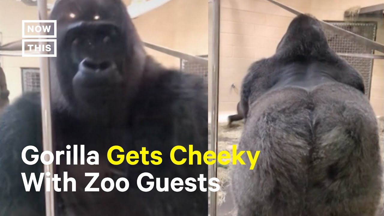 Gorilla Goes Viral For Hilarious Greeting