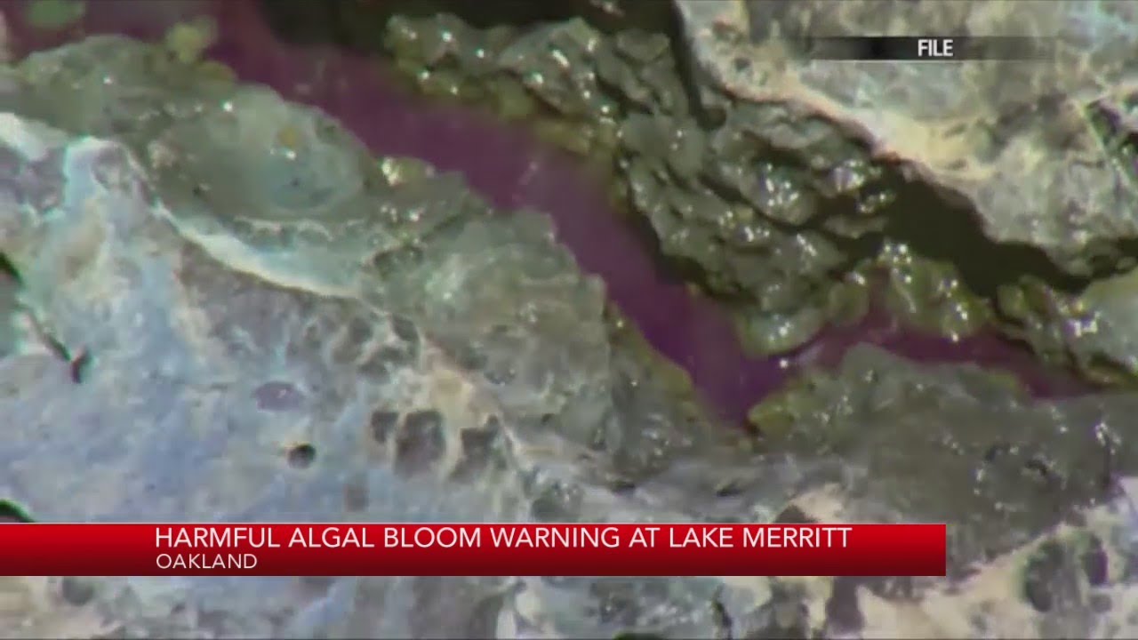 Harmful Algal Bloom Warning At Lake Merritt In Oakland