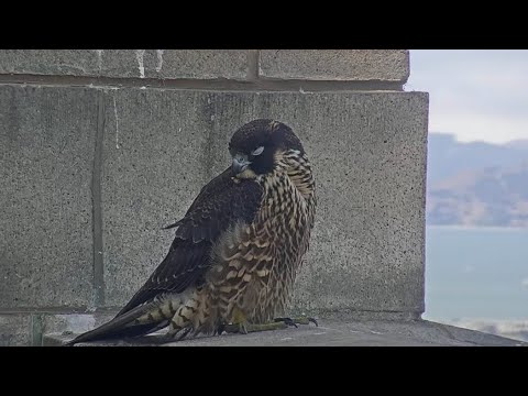 Hawk Kills Young Falcon Living Atop Cal