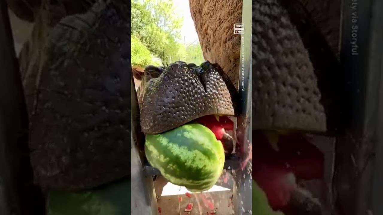 Hippo Crushes Watermelon Like It’s Nobody’s Business