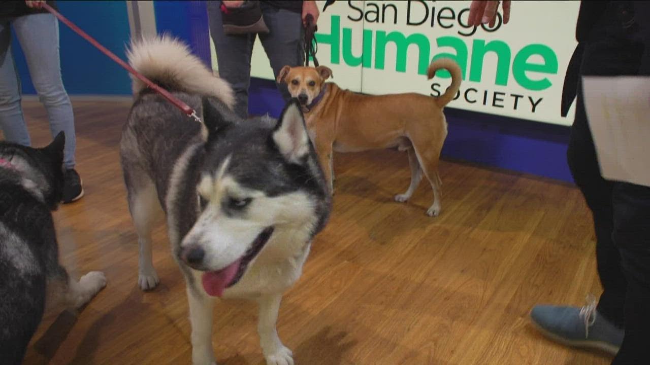 In August, San Diego Humane Society Reducing Fees To Help Animals Find Their Forever Homes