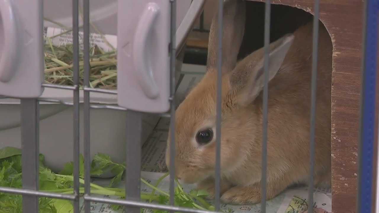 Livermore Animal Shelter With Too Many Rabbits Needs Help