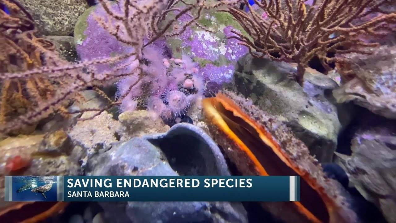 Local Sea Center Working To Save Endangered Sea Animals In Santa Barbara 6pm Show Live