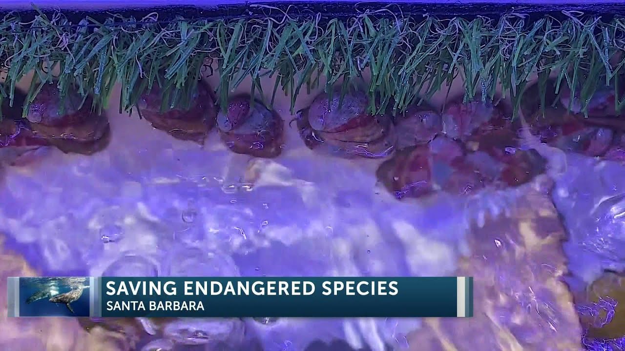 Local Sea Center Working To Save Endangered Sea Animals In Santa Barbara 4pm