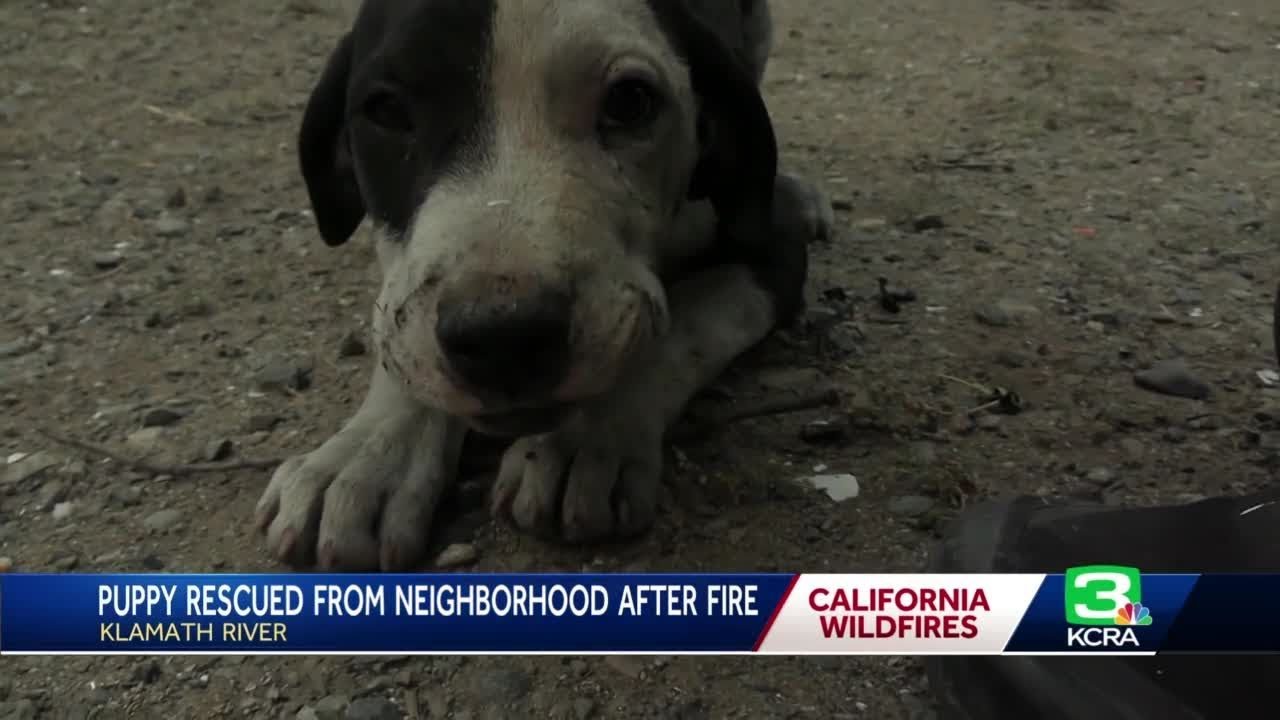 Mckinney Fire Puppy Rescue